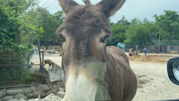 那須サファリパークに投稿された画像（2026/6/1）