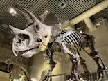 国立科学博物館に投稿された画像（2026/6/2）