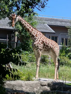天王寺動物園に投稿された画像（2026/6/2）