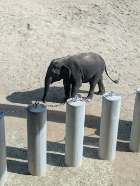 天王寺動物園に投稿された画像（2026/6/2）