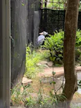 恩賜上野動物園に投稿された画像（2026/6/2）
