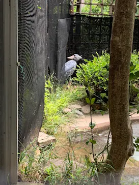 恩賜上野動物園に投稿された画像（2026/6/2）