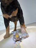 はしもとみお木彫展 いきものたちとの旅（氷見市芸術文化館）に投稿された画像（2026/6/2）