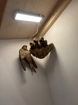 はしもとみお木彫展 いきものたちとの旅（氷見市芸術文化館）に投稿された画像（2026/6/2）