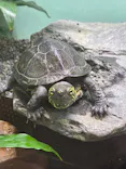 名古屋市東山動植物園に投稿された画像（2026/6/2）