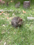 こども動物自然公園（埼玉県公園緑地協会）に投稿された画像（2026/6/2）
