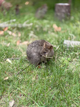 こども動物自然公園（埼玉県公園緑地協会）に投稿された画像（2026/6/2）