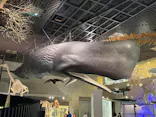 特別展「超危険生物展　科学で挑む生き物の本気」に投稿された画像（2026/6/2）