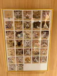 猫カフェモカ 梅田店に投稿された画像（2026/6/2）