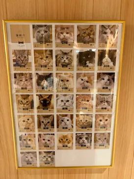 猫カフェモカ 梅田店に投稿された画像（2026/6/2）