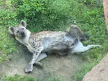 天王寺動物園に投稿された画像（2026/6/2）
