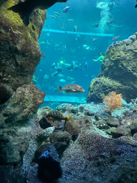 新江ノ島水族館に投稿された画像（2026/6/2）