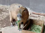 カワスイ 川崎⽔族館に投稿された画像（2026/6/2）