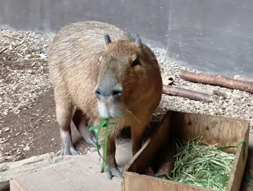カワスイ 川崎⽔族館に投稿された画像（2026/6/2）