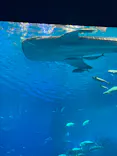 沖縄美ら海水族館に投稿された画像（2026/6/2）