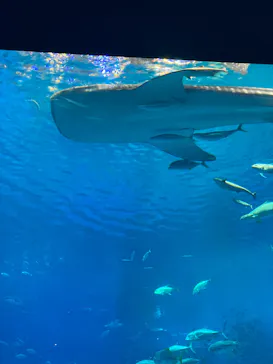 沖縄美ら海水族館に投稿された画像（2026/6/2）