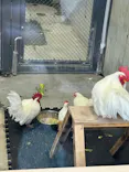 恩賜上野動物園に投稿された画像（2026/6/2）