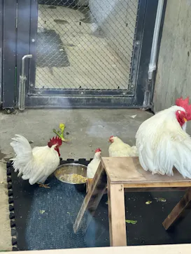 恩賜上野動物園に投稿された画像（2026/6/2）