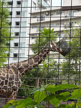 恩賜上野動物園に投稿された画像（2026/6/2）