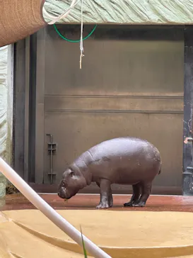 恩賜上野動物園に投稿された画像（2026/6/2）