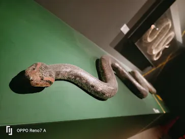 特別展「超危険生物展　科学で挑む生き物の本気」に投稿された画像（2026/6/2）