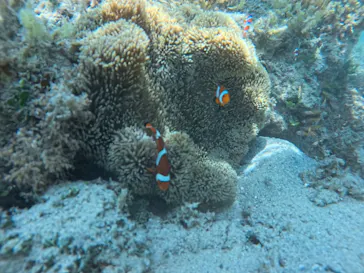石垣島　ウミガメシュノーケル　マリンショップHAPPYに投稿された画像（2026/6/2）