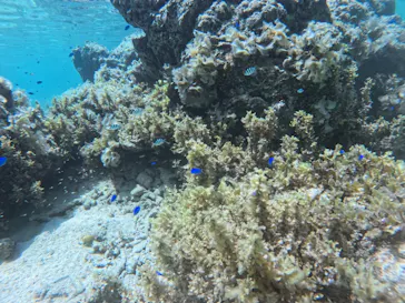 石垣島　ウミガメシュノーケル　マリンショップHAPPYに投稿された画像（2026/6/2）