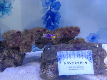 マクセル アクアパーク品川に投稿された画像（2026/6/3）
