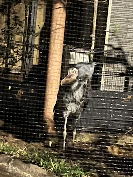 恩賜上野動物園に投稿された画像（2026/6/3）