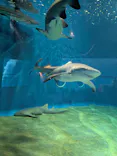 アクアワールド茨城県大洗水族館に投稿された画像（2026/6/3）
