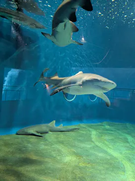 アクアワールド茨城県大洗水族館に投稿された画像（2026/6/3）