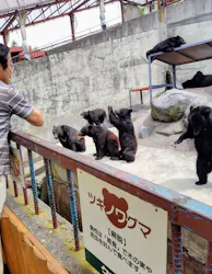 奥飛騨クマ牧場に投稿された画像（2026/6/3）