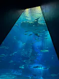 沖縄美ら海水族館に投稿された画像（2026/6/3）