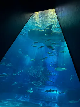 沖縄美ら海水族館に投稿された画像（2026/6/3）