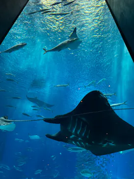沖縄美ら海水族館に投稿された画像（2026/6/3）