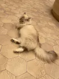 猫カフェモカ　イオンモール幕張新都心店に投稿された画像（2026/6/3）