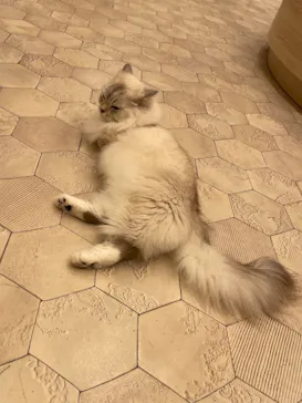 猫カフェモカ　イオンモール幕張新都心店に投稿された画像（2026/6/3）
