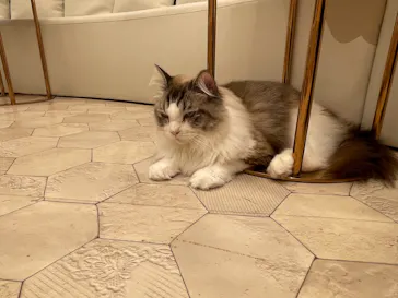 猫カフェモカ　イオンモール幕張新都心店に投稿された画像（2026/6/3）