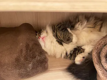 猫カフェモカ　イオンモール幕張新都心店に投稿された画像（2026/6/3）