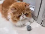 Cat Café MOFF イオンモール浜松志都呂店に投稿された画像（2026/6/3）