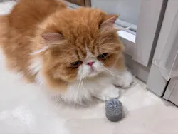 Cat Café MOFF イオンモール浜松志都呂店に投稿された画像（2026/6/3）