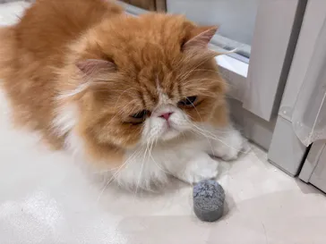 Cat Café MOFF イオンモール浜松志都呂店に投稿された画像（2026/6/3）