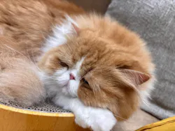 Cat Café MOFF イオンモール浜松志都呂店に投稿された画像（2026/6/3）