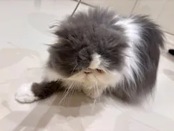 Cat Café MOFF イオンモール浜松志都呂店に投稿された画像（2026/6/3）