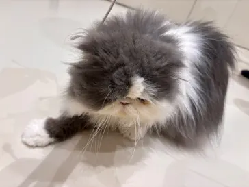 Cat Café MOFF イオンモール浜松志都呂店に投稿された画像（2026/6/3）