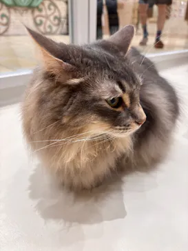 Cat Café MOFF イオンモール浜松志都呂店に投稿された画像（2026/6/3）