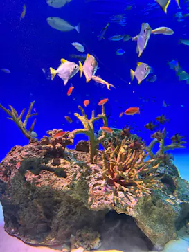 新江ノ島水族館に投稿された画像（2026/6/3）