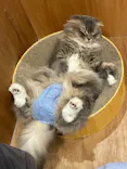 Cat Café MOFF コクーンシティさいたま新都心店に投稿された画像（2026/6/3）