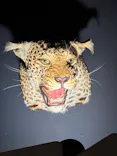 特別展「超危険生物展　科学で挑む生き物の本気」に投稿された画像（2026/6/3）