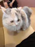 猫カフェPuchiMarry ラソラ札幌店に投稿された画像（2026/6/4）